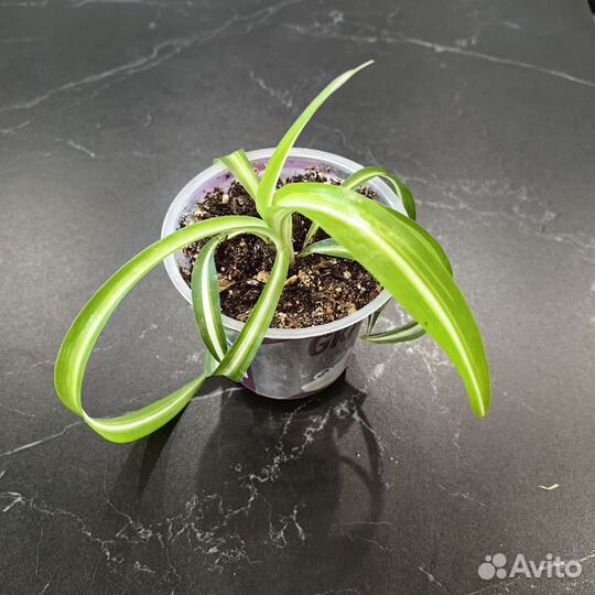 Хлорофитумы разные