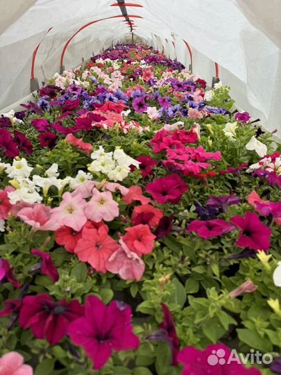 Рассада овощных и цветочных культур