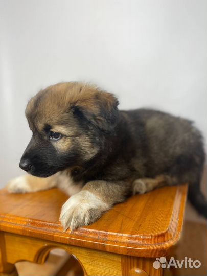 Отдам Щенка