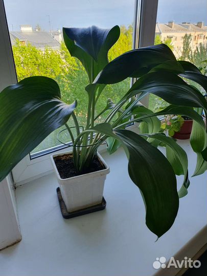 Амазонская лилия