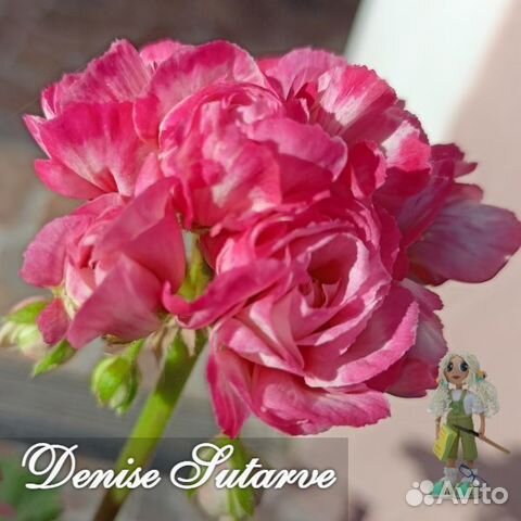 Пеларгонии сортовые