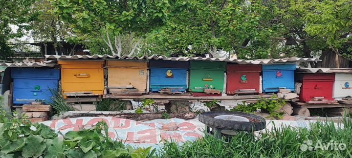 Ульи с пчелами