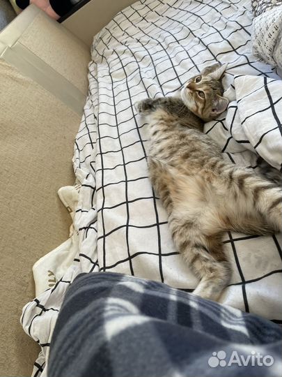 Кошка