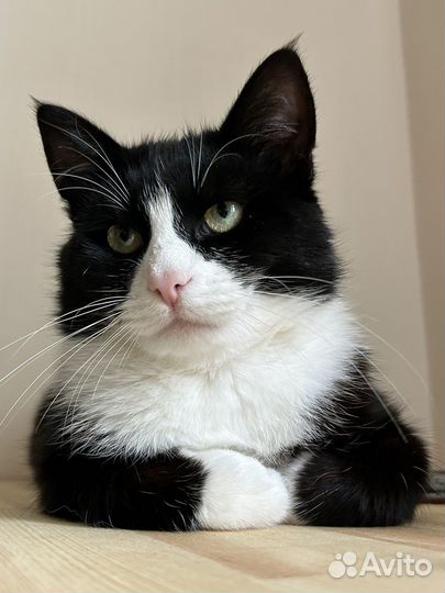 Котик, 1 год