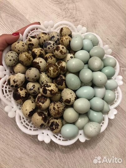 Мясо Перепелов, Мясо утки, Мясо кролика