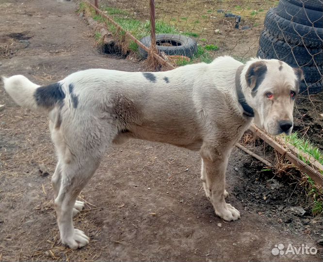 Кобель сао вязка