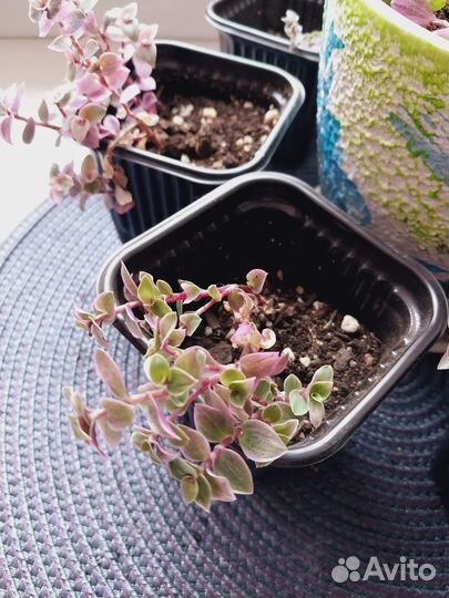 Каллизия розовая /комнатное растение