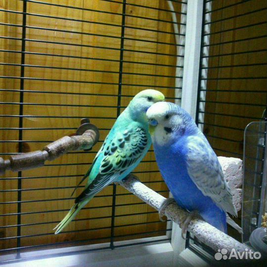 Передержка