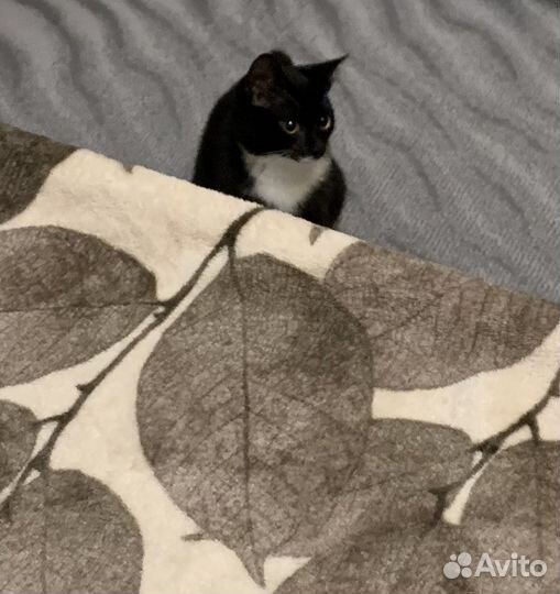Кошка бесплатно