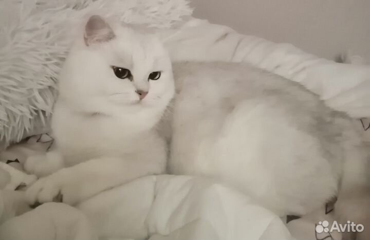 Серебристая шиншилла