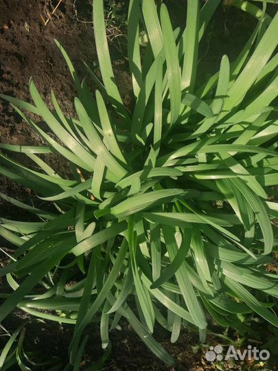 Лук шнитт и лук Слизун