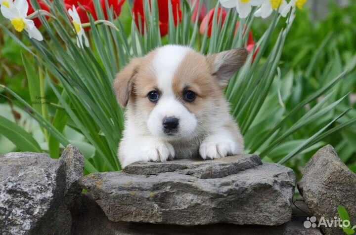 Малыши корги