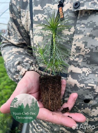 Зкс Сосна сеянцы Ели Лиственницы окс Голуб Горная