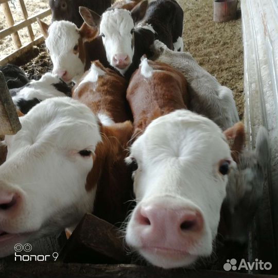 Дояр - телятник с проживанием