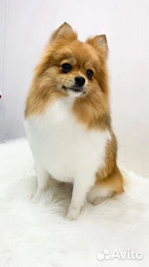 Стрижка собак, кошек. Курсы груминга. Обучение