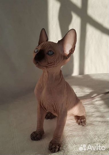Канадский сфинкс котенок
