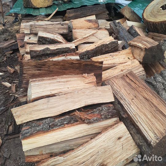 Колытый дуб