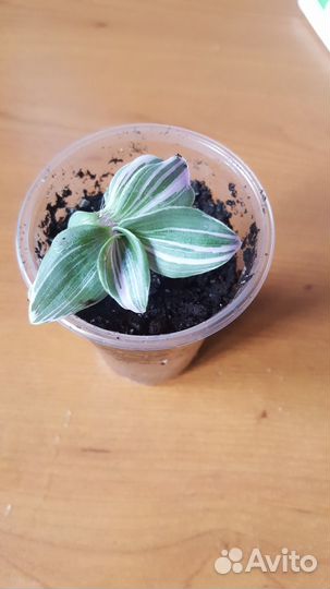 Традесканция