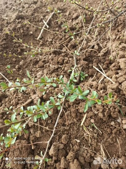 Айва японская саженцы