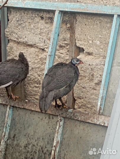 Цесарки молодые