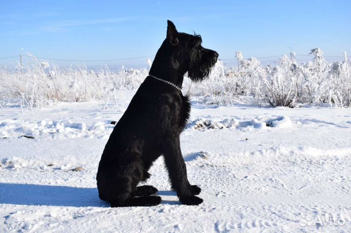 Ризеншнауцер вязка