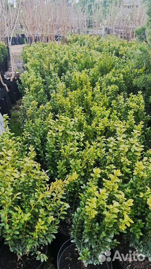 Купить самшит