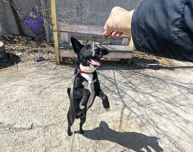 Привитый кастрат, подросток Максик в дар