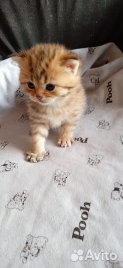 Котята, золотые