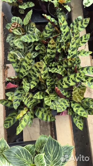 Цветы комнатные