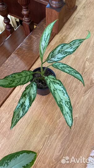 Филодендрон