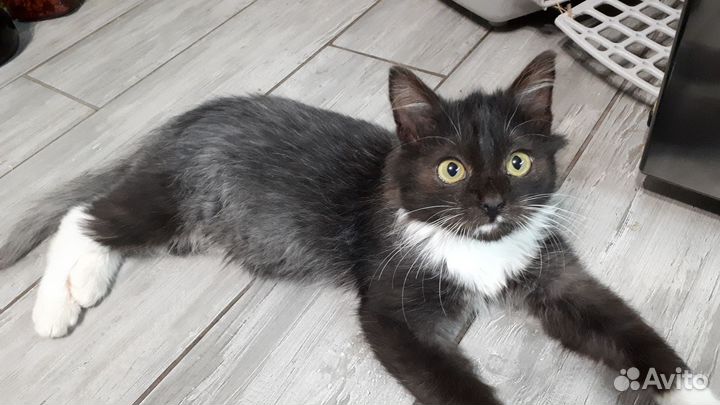 Котенок в добрые руки