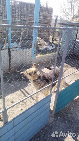 Собака в добрые руки отдам бесплатно