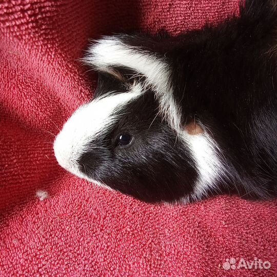 Морская свинка, самец