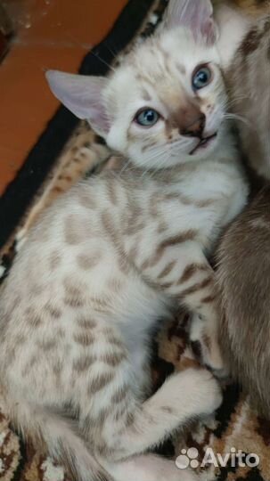 Бенгальский кот