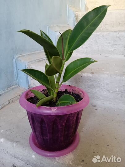 Растения для офиса в горшках. На окно/мебель