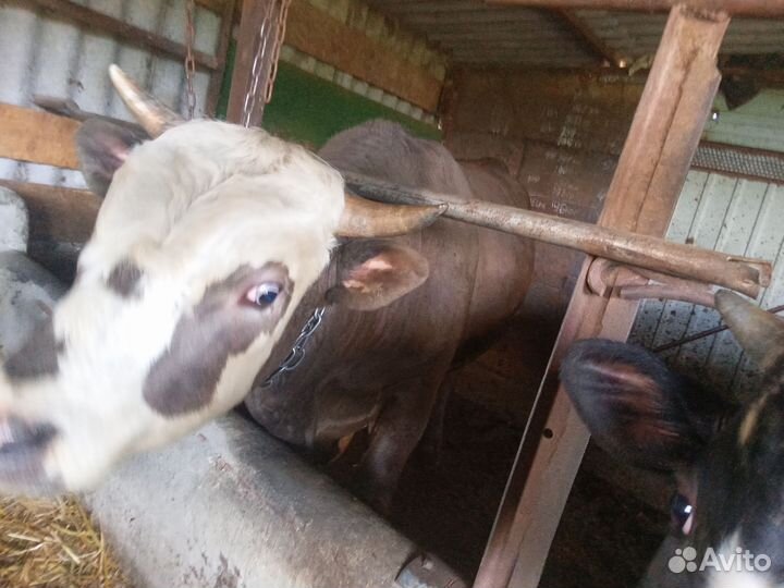 Бык сементал на мясо или на племя