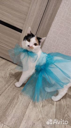 Зооняня,котоняня, ситтер, передержка, уход