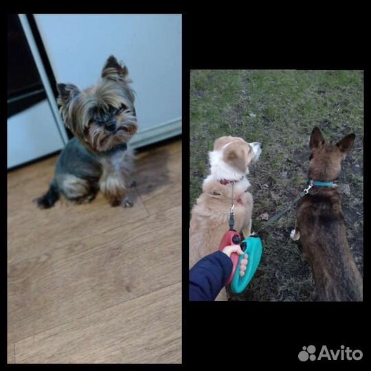 Выгул/передержка/няня собак