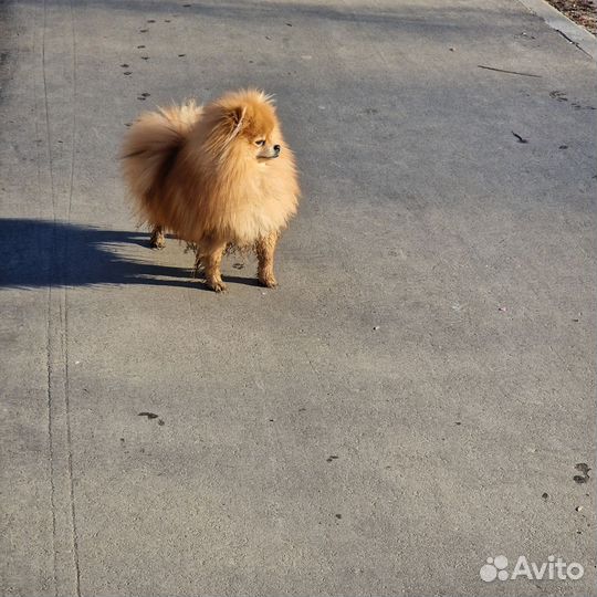 Померанский шпиц