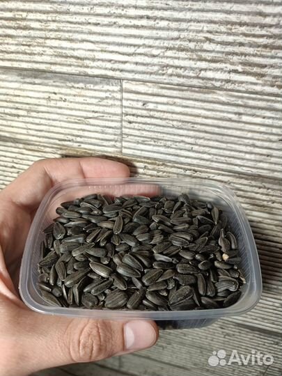 Микрозелень, семена(сертифицированные)