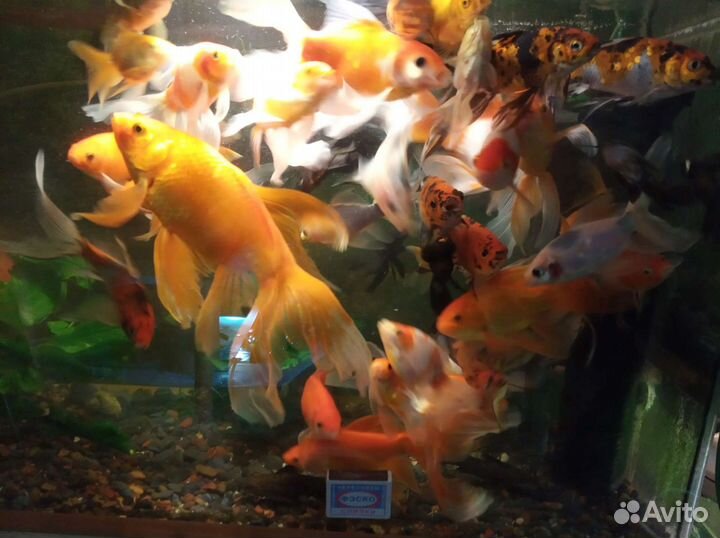 Золотые рыбки