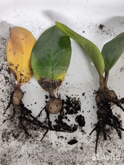 Замиокулькас