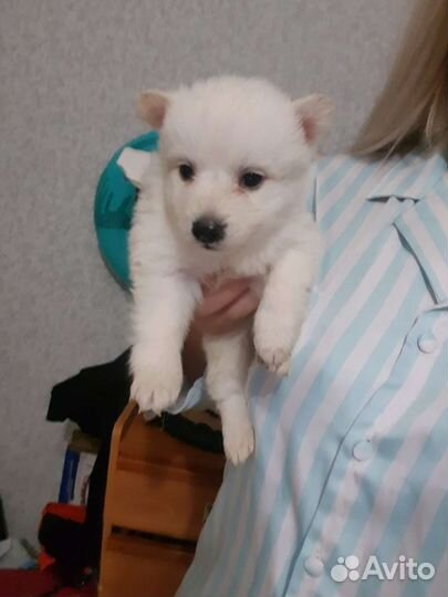 Японский шпиц щенки