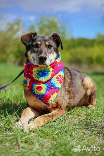 Старушка Магда ищет дом