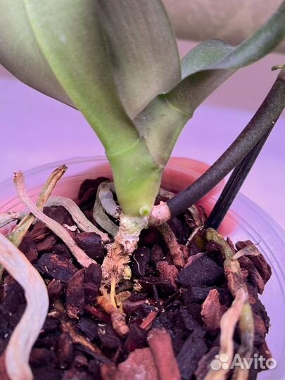 Орхидеи реанимашки 2 шт