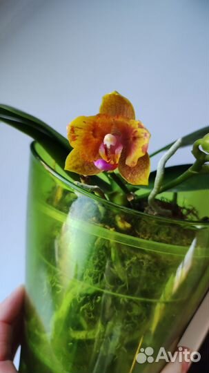 Орхидея Cupid star