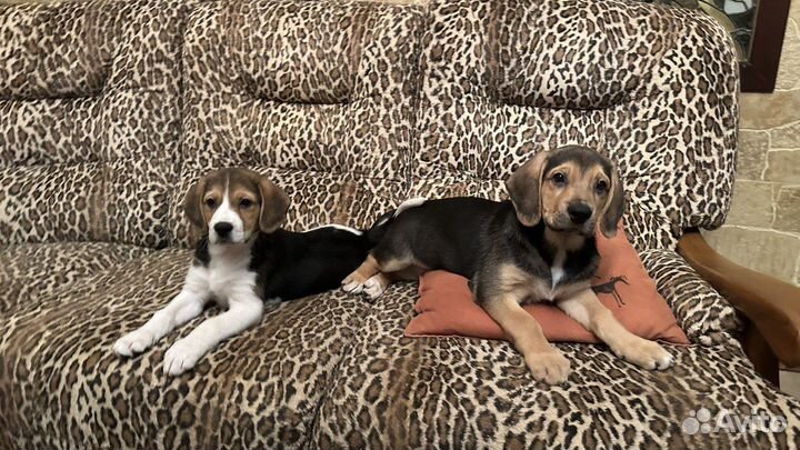 Щенки метисы бигля бесплатно