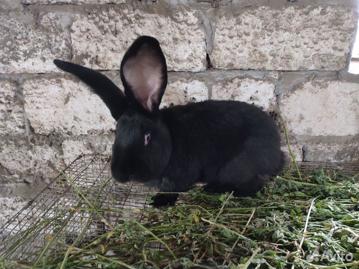 Кролик Фландр (самец)
