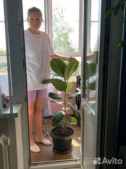 Фикус бенджамина большой, каучюколистный фикус