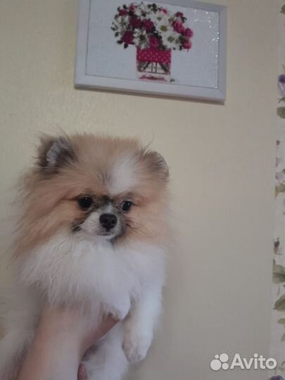 Померанский шпиц мини щенок